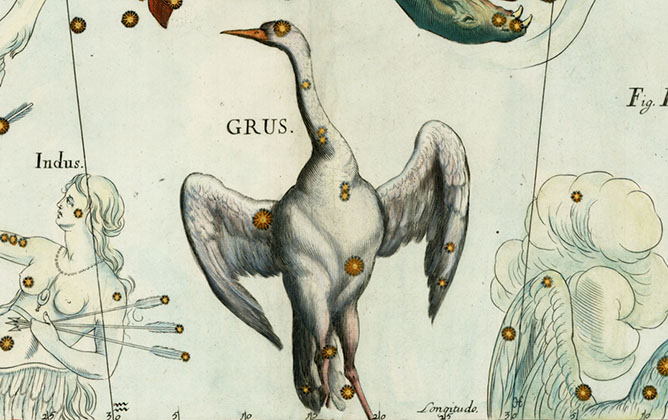 Grus, The Crane
