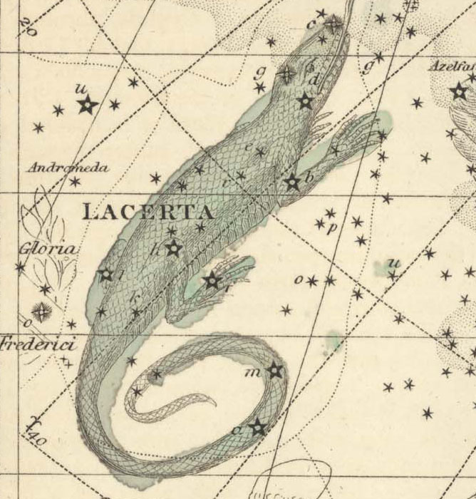 Lacerta, The Lizard